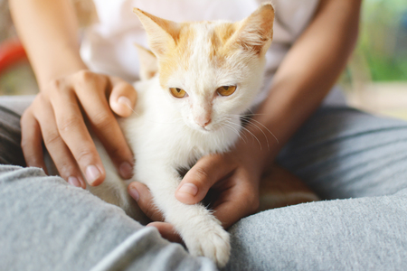 Cute cat on girl hand,soft of focusの写真素材