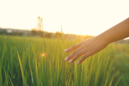 Young hand touch green rice on field during sunset ,nature and fresh airの写真素材