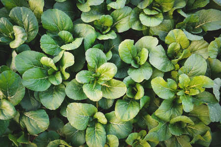 Fresh organic green vegetable plant on gardenの写真素材