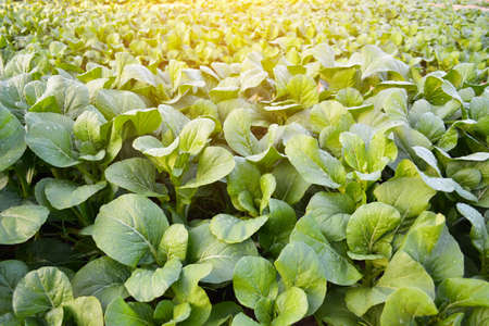 Fresh organic green vegetable plant on gardenの写真素材