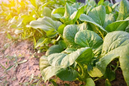 Fresh organic green vegetable plant on gardenの写真素材