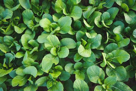 Fresh organic green vegetable plant on gardenの写真素材