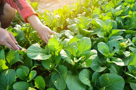 Hand of women cutting fresh organic green vegetable plant on gardenの写真素材