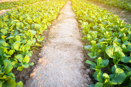 Fresh organic green vegetable plant on gardenの写真素材