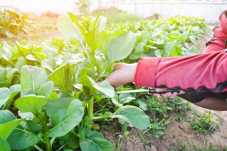 Hand of women cutting fresh organic green vegetable plant on gardenの写真素材