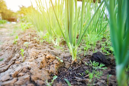 Fresh organic green vegetable plant on gardenの写真素材