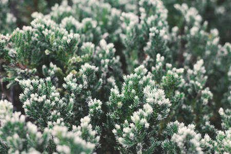 Pine tree background selective and soft focusの写真素材