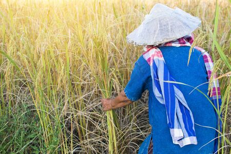 Old woman farmer working at rice field on harvest season, selective and soft focusの写真素材