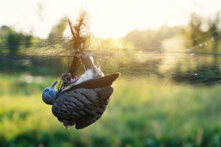 Little bird is in the mesh with light and bokeh background on parkの写真素材