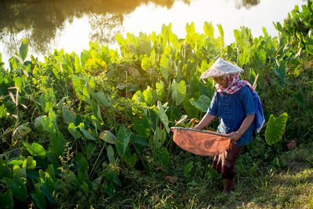 Old woman farmer working on field , selective and soft focusの写真素材