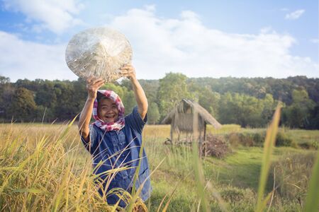 Old woman farmer working at rice field on harvest season, selective and soft focusの写真素材