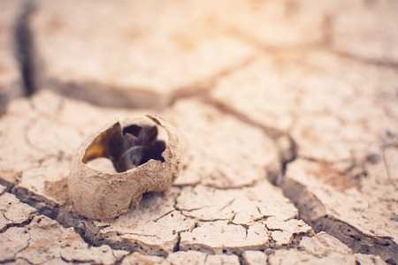 Carcass of shell on crack dry ground, concept drought
