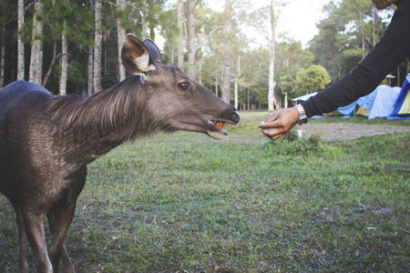 Close up male hand feeding bread for deer at forest during camping on vacationの写真素材