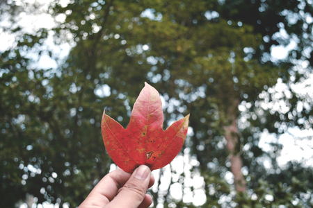 Female hand holding maple leaf in forest at Phu Kradueng National Park, Loei , Thailand