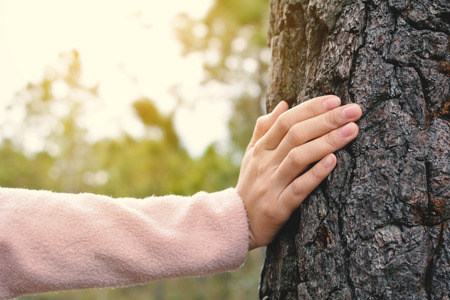 Young female hand touching a tree in forest, concept saving of environment, selective and soft focusの写真素材