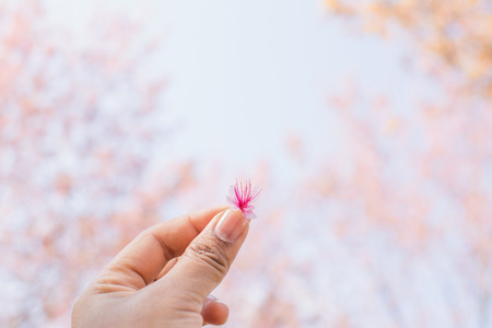Hand holding beautiful Himalayan blossom on Phu lom lo Thailand,soft focusの写真素材