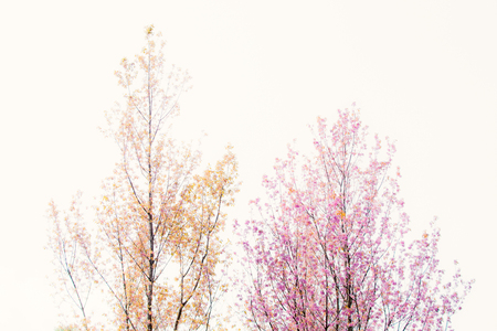 Beautiful Himalayan blossom on Phu lom lo Thailand,soft focusの写真素材