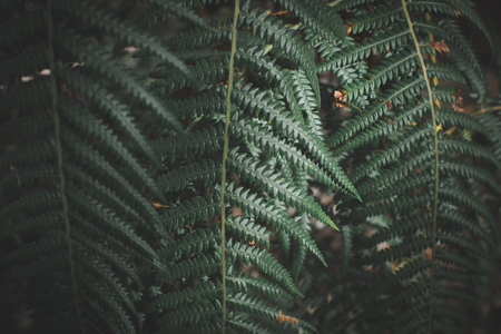 Fern background on darkの写真素材