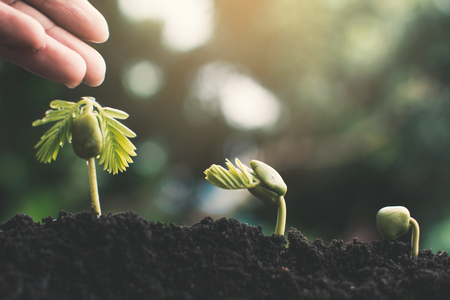 Human hand watering little green plant , concept saving environment.の写真素材