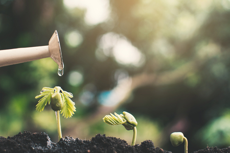 Little green plant growing up on soil.の写真素材