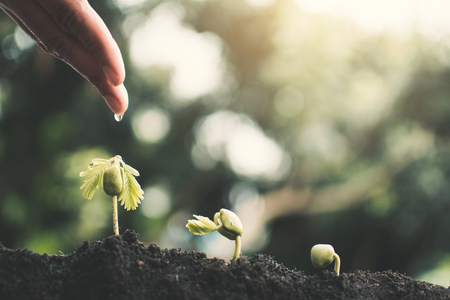 Human hand watering little green plant , concept saving environment.の写真素材