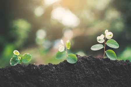 Fresh little plant growing up on soil and tree bokeh backgroundの写真素材