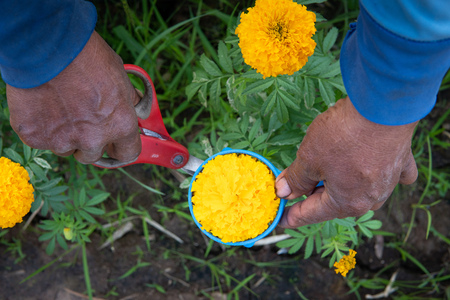 Gardener cutting marigold in organic farm.