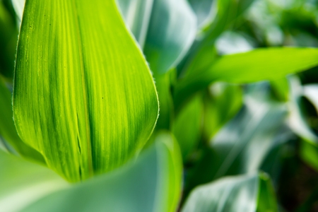 Close up green corn leaf background.