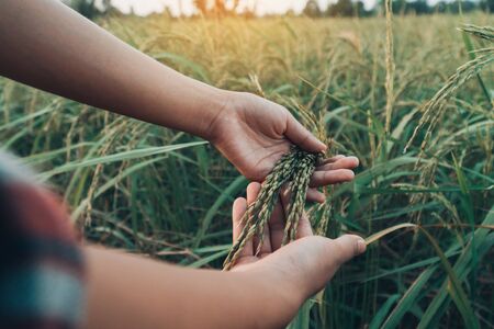 Female hands checking rice in the field.
