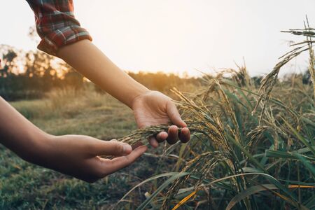 Female hands checking rice in the field.の写真素材