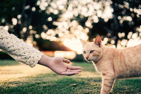 hand playing with a cute catの写真素材