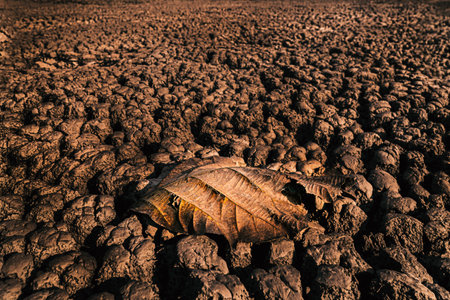 Drought land and dry leaf on crack ground in the lake , crisis of water in the world.の写真素材