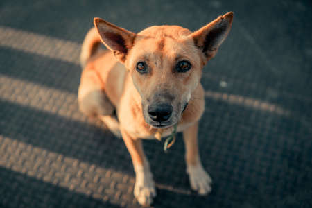 The dog sitting waiting for the food , color of vintage tone.の写真素材