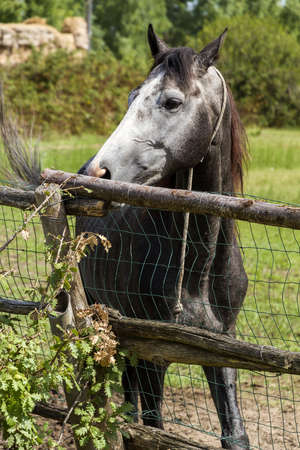 Racehorse behind a fence in the field  の写真素材