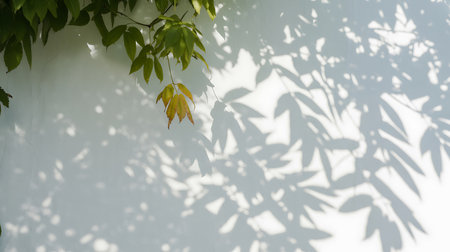 The shadow of the leaves on the white wall. Abstract background.の素材