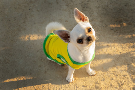 Adorable seated chihuahua dog dressed in vest, green and yellow t-shirt looking up. Stepping on yellow sand ground.の写真素材