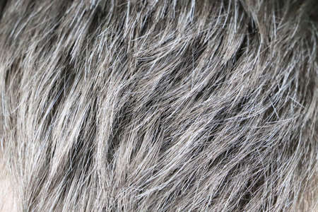 Going gray. Man gray and black hair roots. Close-upの写真素材