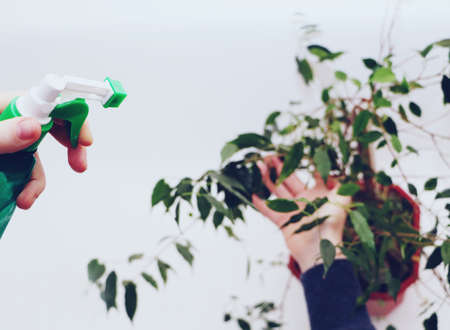 Ficus benjamin. Care for ficus at homeの写真素材