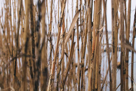 Reed texture closeup. Blurred background and reed stalks create a creative concept. There are red spots on the stems and the flowering of reeds is visibleの写真素材