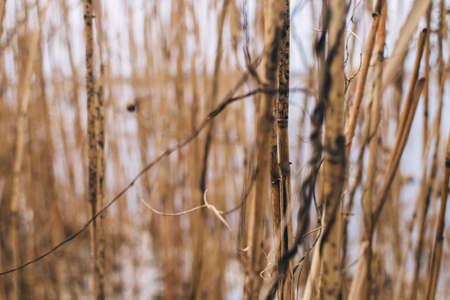 Reed texture closeup. Blurred background and reed stalks create a creative concept. There are red spots on the stems and the flowering of reeds is visibleの写真素材