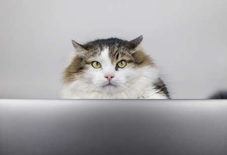 Concept. The cat is at the computer. The kitten watches the news and reacts. Remote work and freelance. Emotions from watching news, work or business. Close-upの写真素材