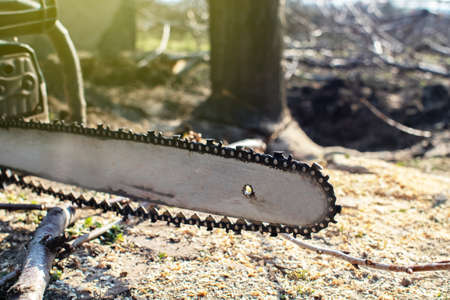 The chainsaw lies near a felled tree. Close-up of the tool. The concept of felling trees, harvesting firewood and deforestation. Woodworking industryの写真素材