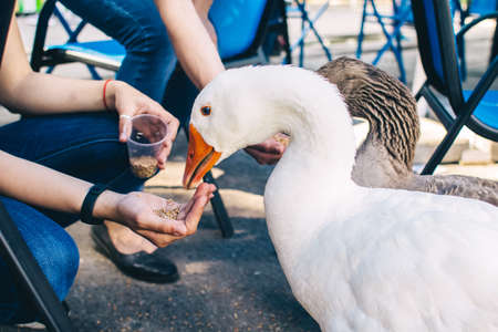 Close-up of domansh geese eating grain from their hands. The concept of a petting zoo, proximity to nature and training.の写真素材