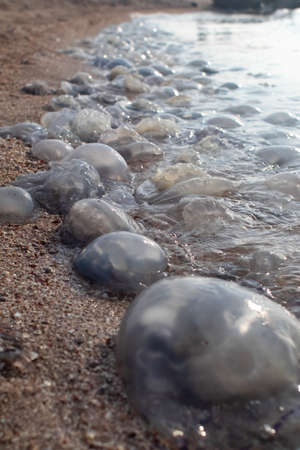 Close-up of cornerot and aurelia jellyfish on the sandy shore and in the water. Ecological...