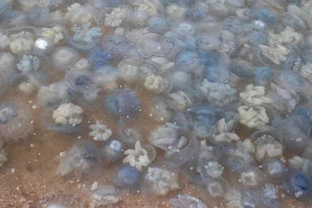 Close-up of cornerot and aurelia jellyfish on the sandy shore and in the water. Ecological...