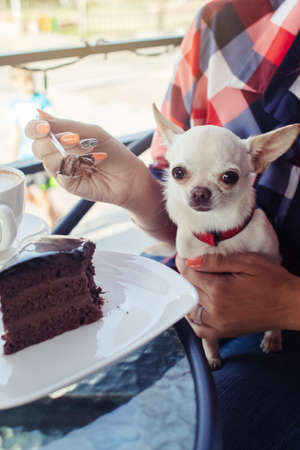 Glamorous girl feeds mini chihuahua with chocolate cake. Rest in a cafe. Improper handling of pets. Feeding dogs with chocolate. Pet in cute clothes. Dangerous habits and actions of peopleの写真素材