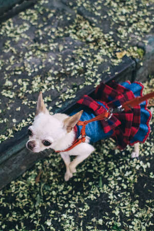 The girl holds a mini chihuahua in her arms. Kissing your pet. The dog and the owner are dressed in the same color. Clothes for animals. Love and care for four-legged pets.の写真素材