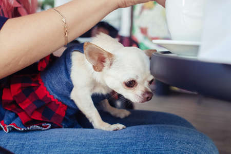 A close-up of a mini chihuahua sitting on the lap of its owner. The girl is sitting in a cafe. There is a cake and coffee on the table. The pet on his knees is dressed in a cute dress for dogs.の写真素材