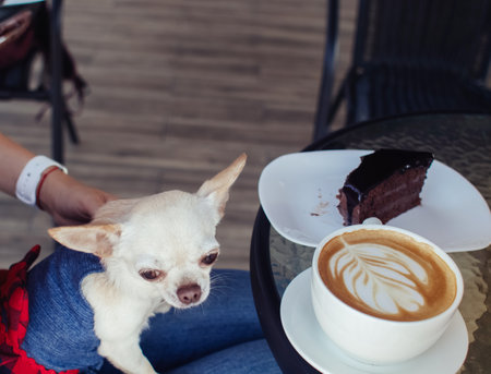 A close-up of a mini chihuahua sitting on the lap of its owner. The girl is sitting in a cafe. There is a cake and coffee on the table. The pet on his knees is dressed in a cute dress for dogs.の写真素材