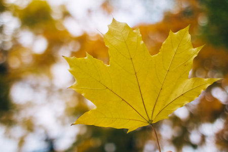 Autumn leaves. Gold and red foliage on the floor, shoes and hands. Autumn background with a place for a signature. Beauty of nature. The concept of withering and rebirthの写真素材